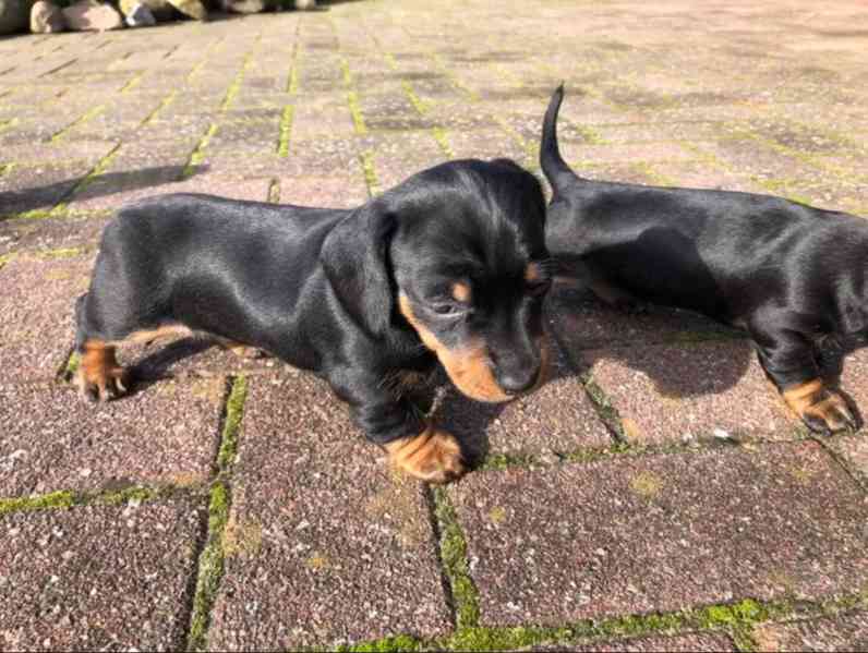 Jezevčík Štěňata - foto 5