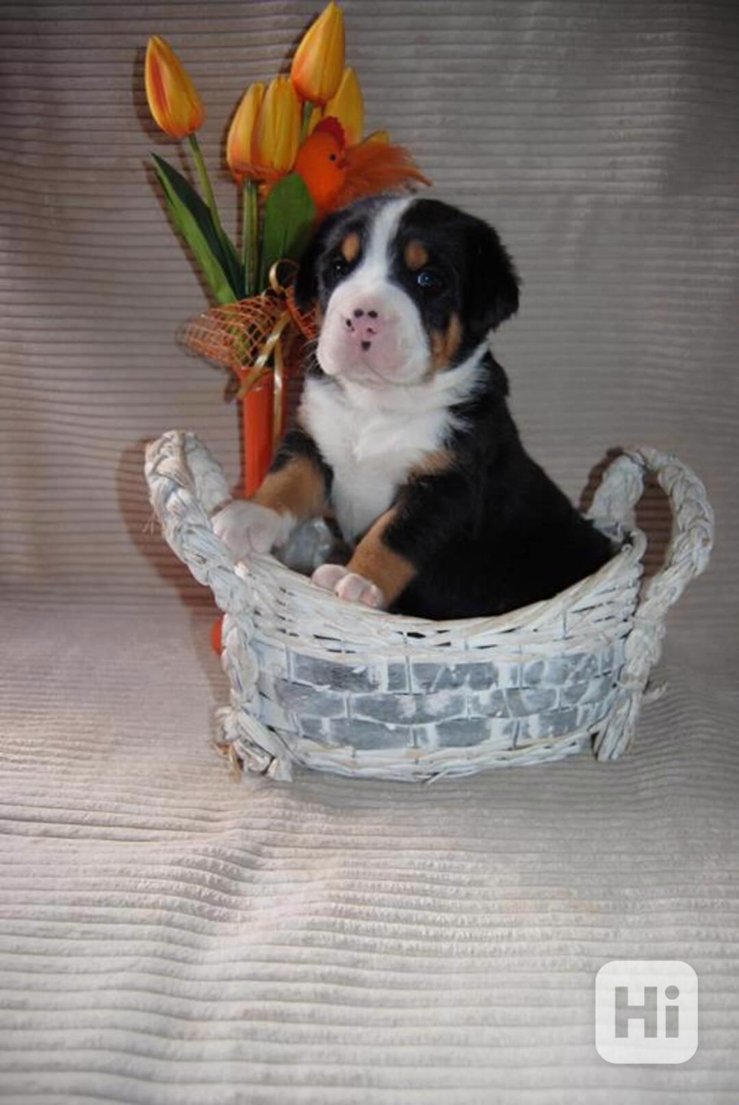 Veľký švajčiarsky salačnícky pes - šteniatka s FCI PP - foto 1