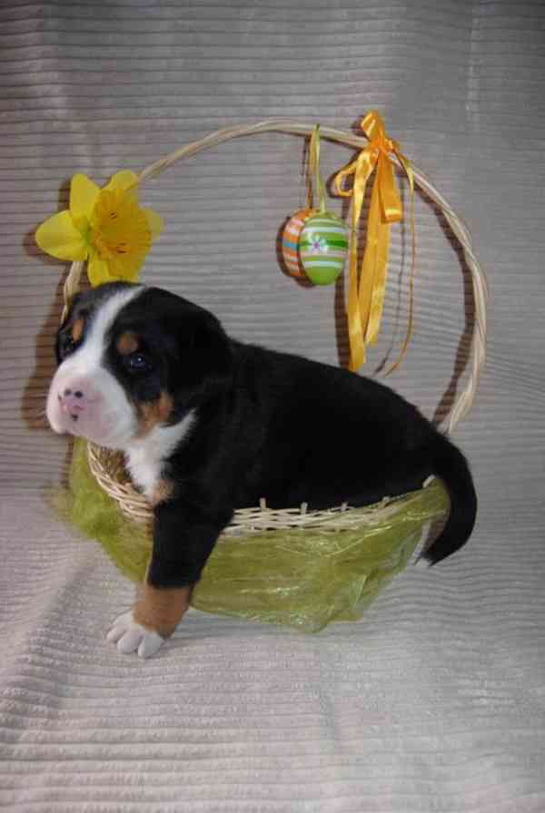 Veľký švajčiarsky salačnícky pes - šteniatka s FCI PP - foto 2