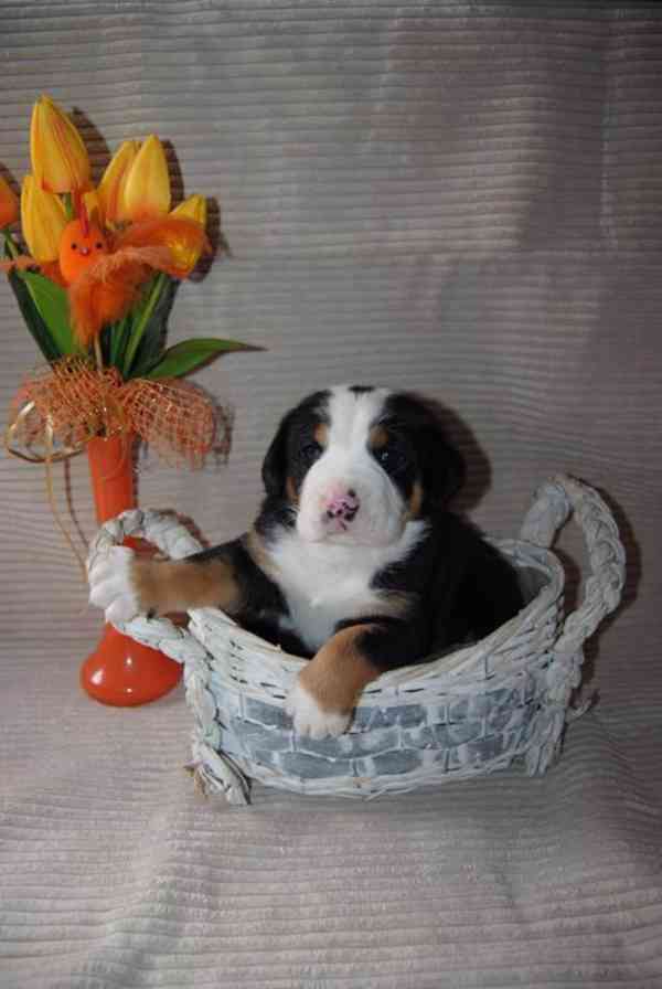 Veľký švajčiarsky salačnícky pes - šteniatka s FCI PP - foto 3