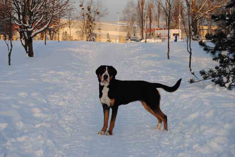 Veľký švajčiarsky salačnícky pes - šteniatka s FCI PP - foto 5
