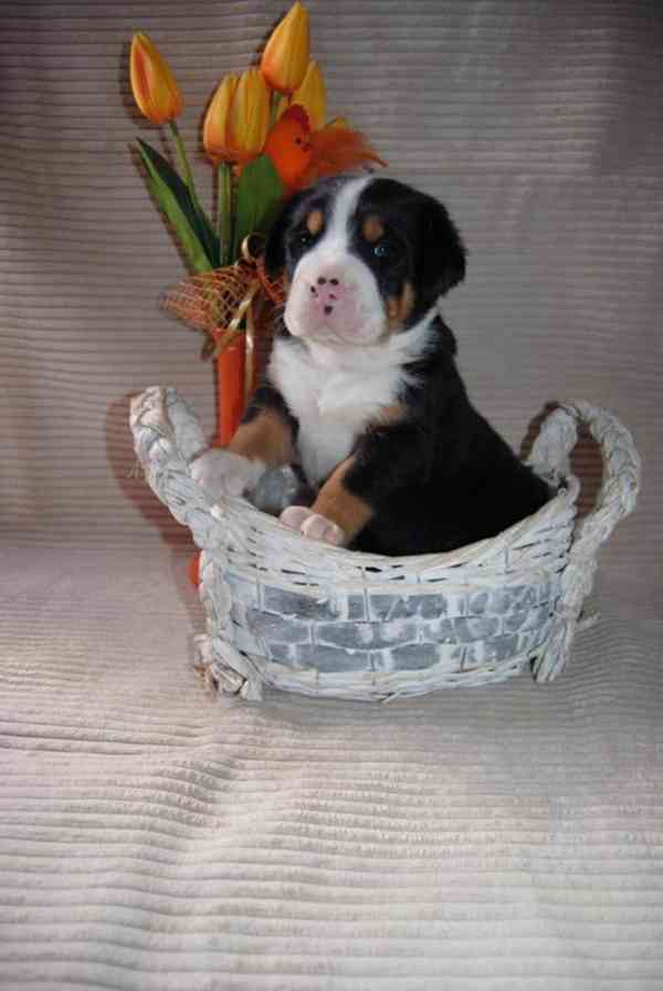 Veľký švajčiarsky salačnícky pes - šteniatka s FCI PP - foto 1