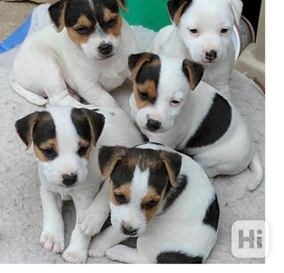 štěňátka Jack Russel teriér - foto 1