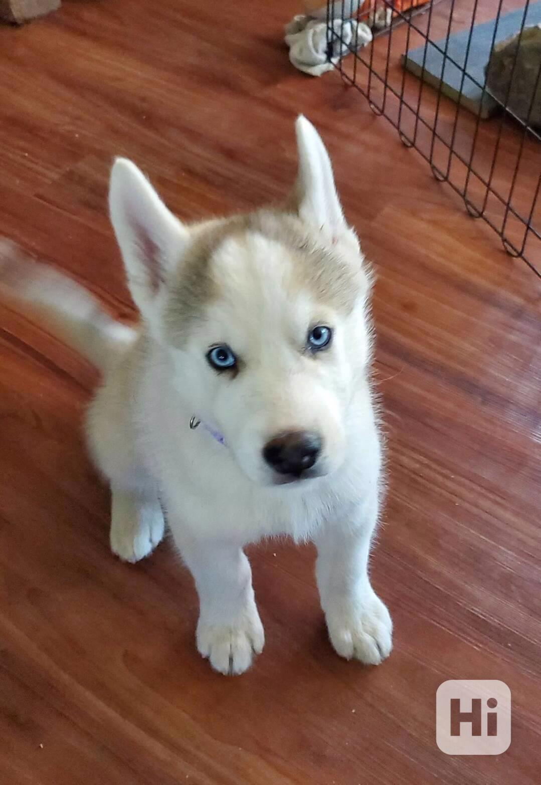Zdarma dárek štěňata sibiřského huskyho k adopci - foto 1