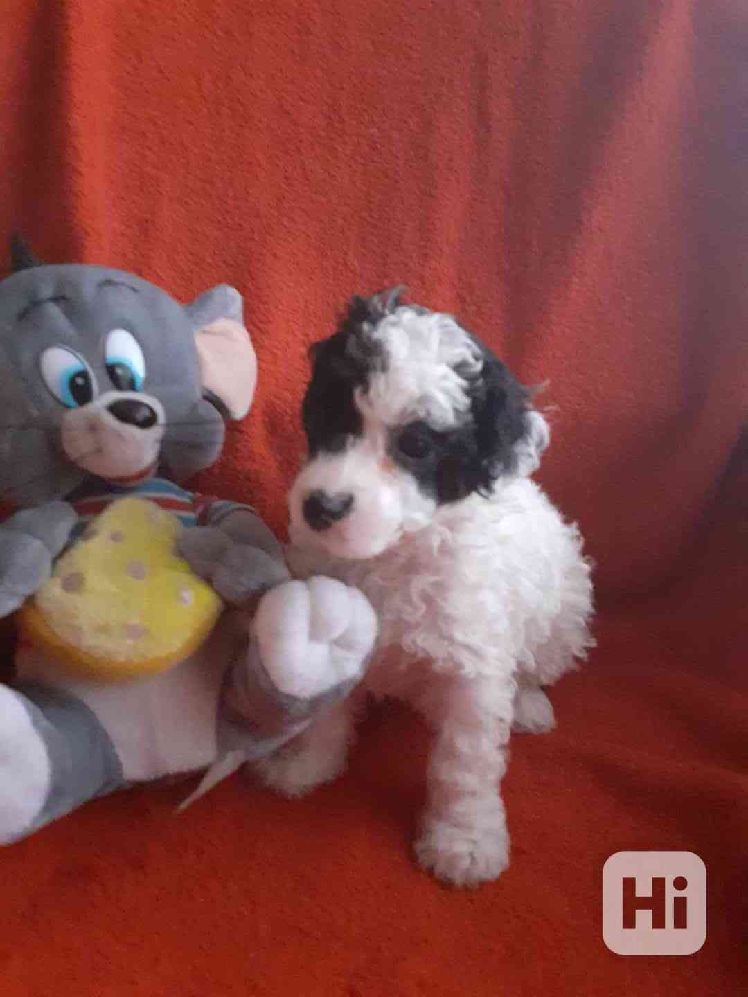 prodám štěně - foto 1