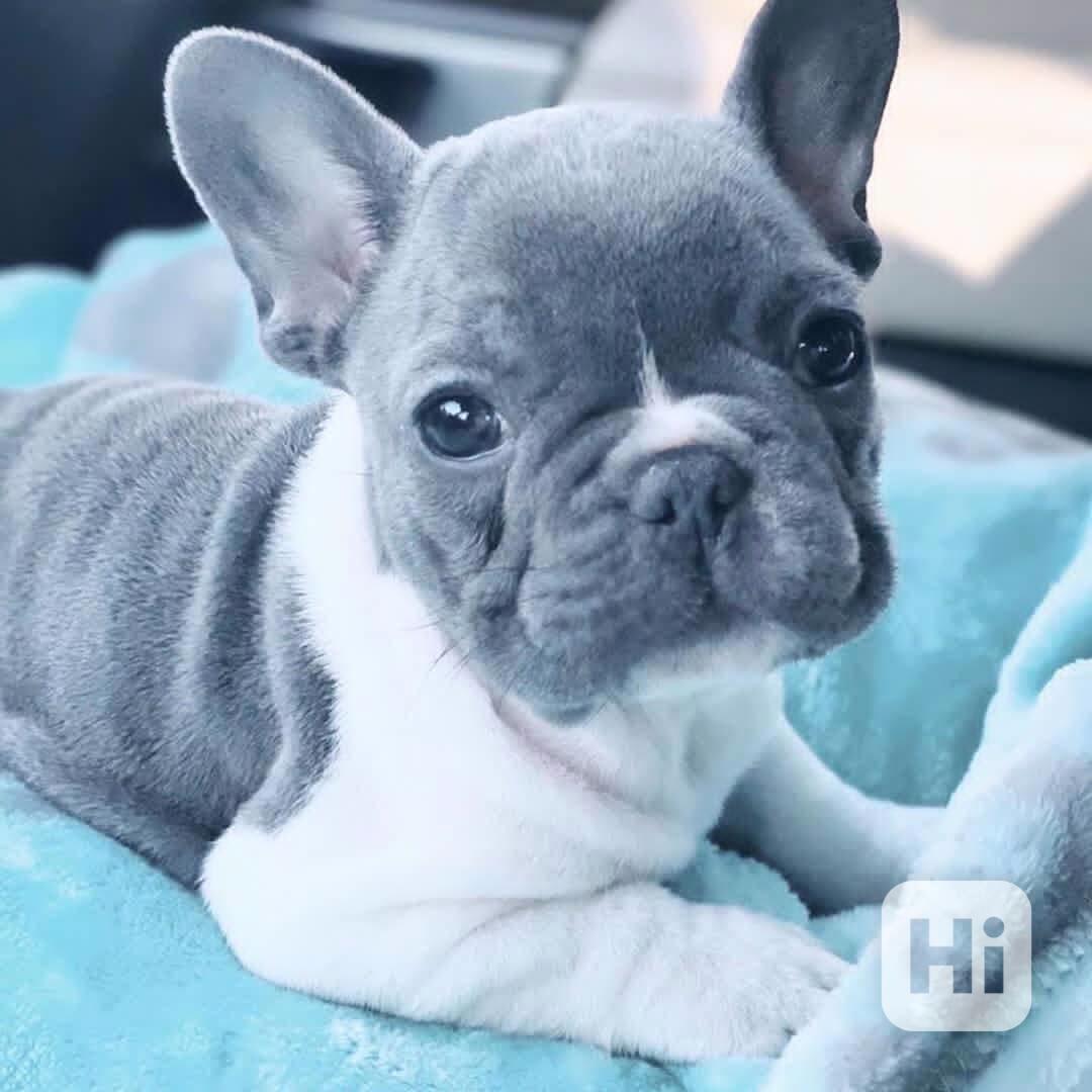 DVA FRANCOUZŠKY BULDOČEK PŘIPRAVENI JÍT - foto 1