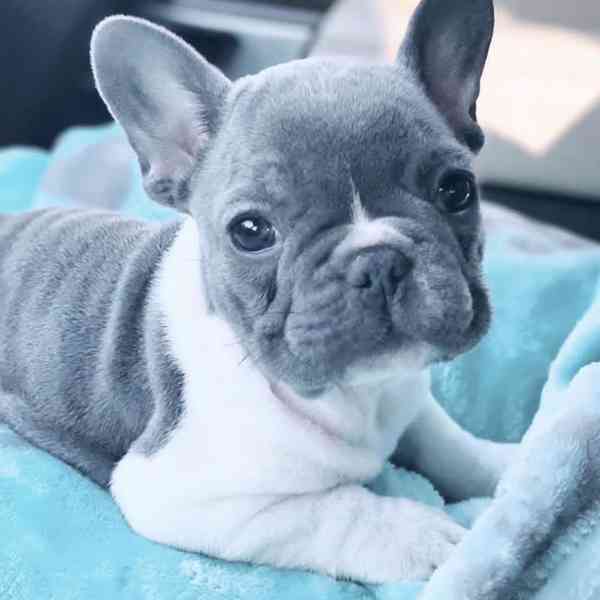 DVA FRANCOUZŠKY BULDOČEK PŘIPRAVENI JÍT - foto 1