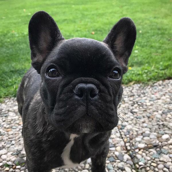 French bulldog