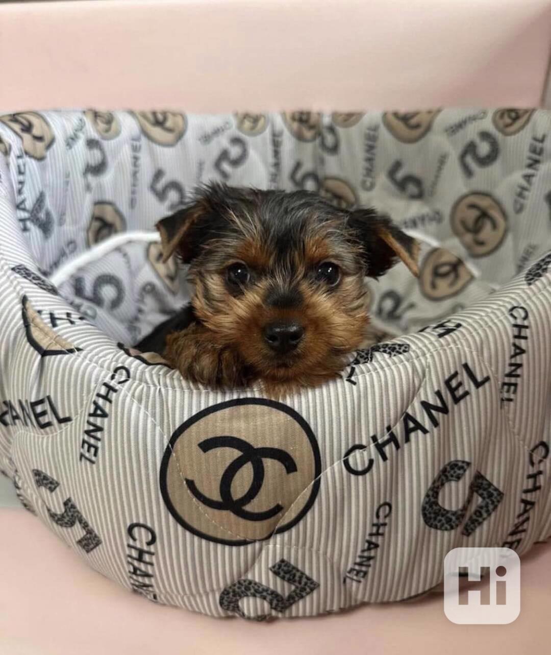 Zdravá štěňata jorkšírského teriéra - foto 1