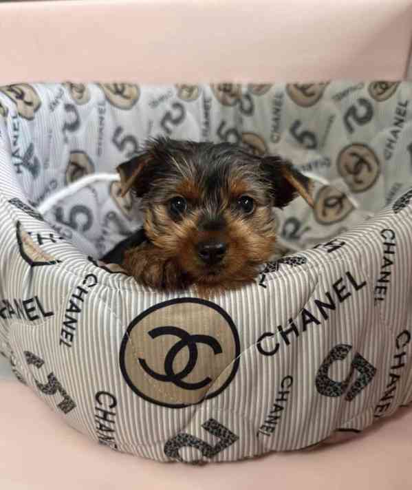 Zdravá štěňata jorkšírského teriéra - foto 1