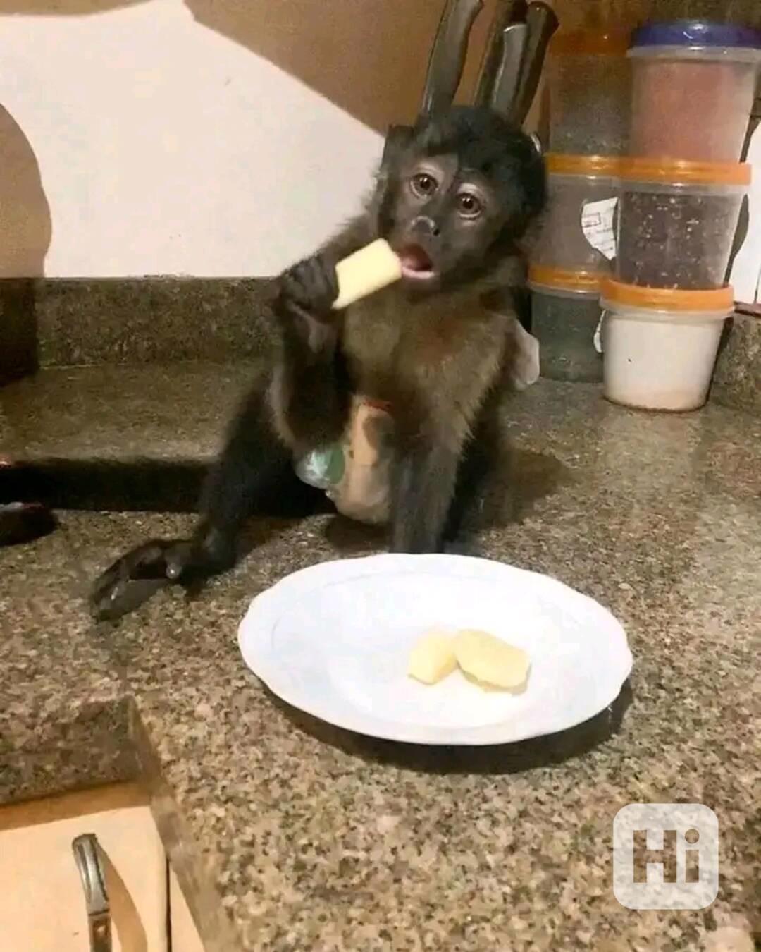  Čistá mláďata kapucínských opic k adopci - foto 1