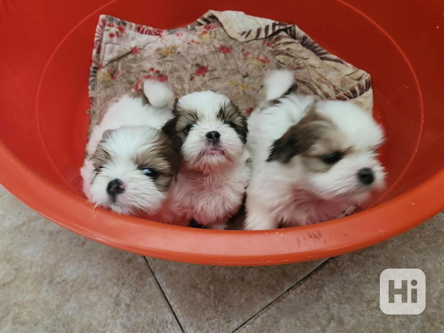 štěňata shitzu  - foto 1