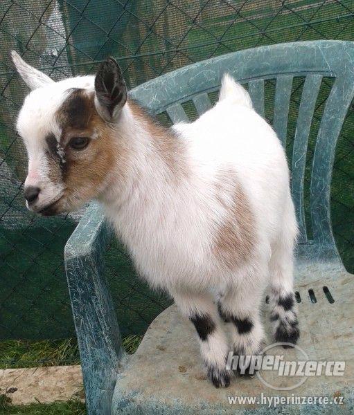 Holandská zakrslá koza - kozlíci - foto 1