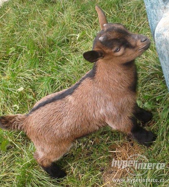 Holandská zakrslá koza - kozlíci - foto 2