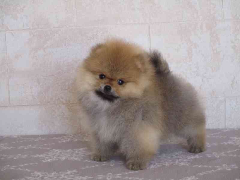 Pomeranian - foto 3