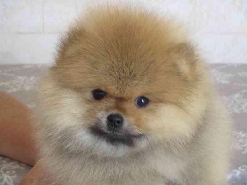 Pomeranian - foto 1