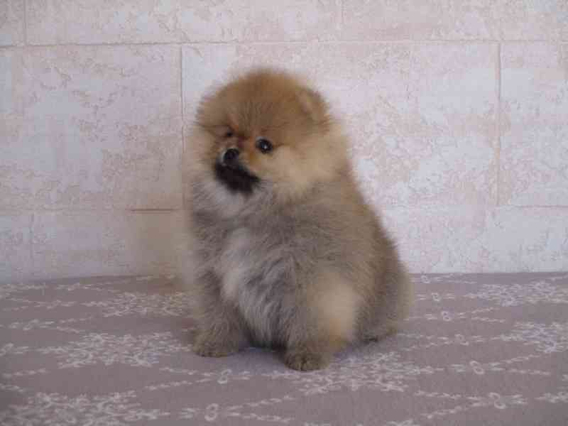 Pomeranian - foto 2