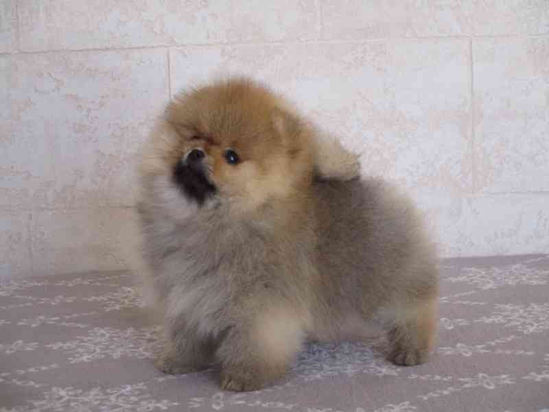 Pomeranian - foto 4