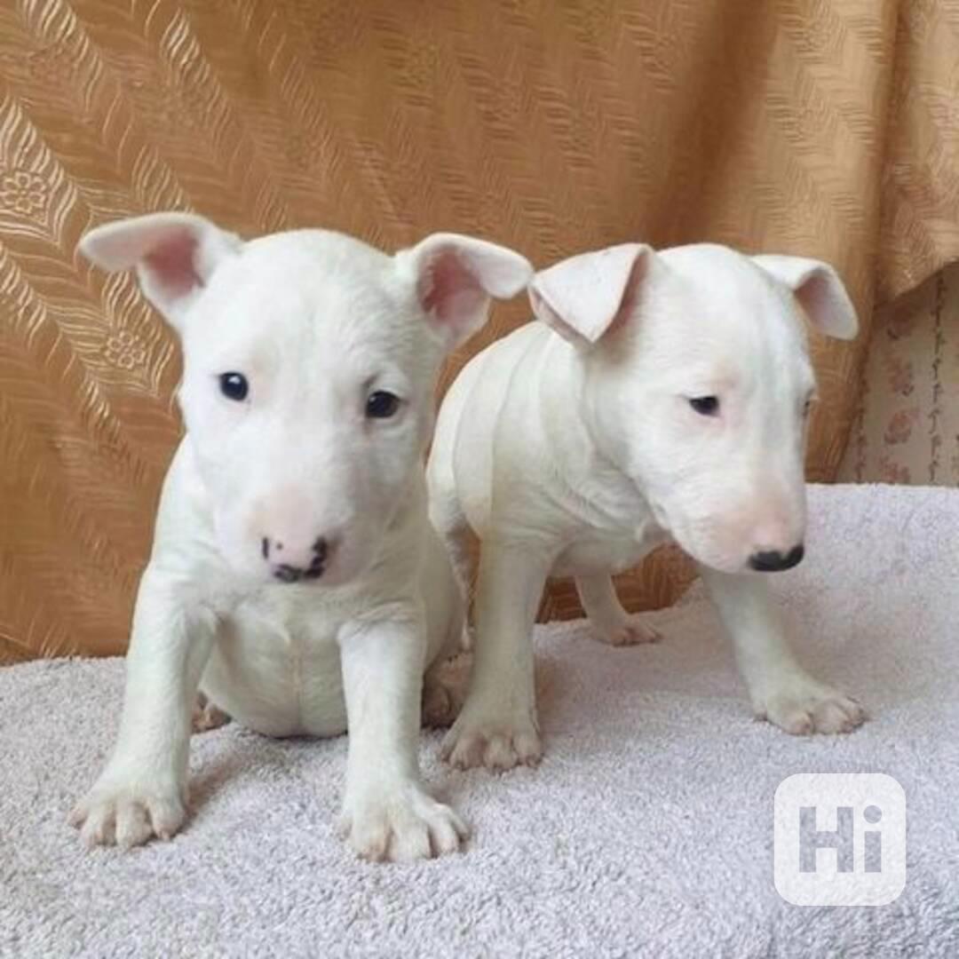 štěňátka Mini bullteriér - foto 1