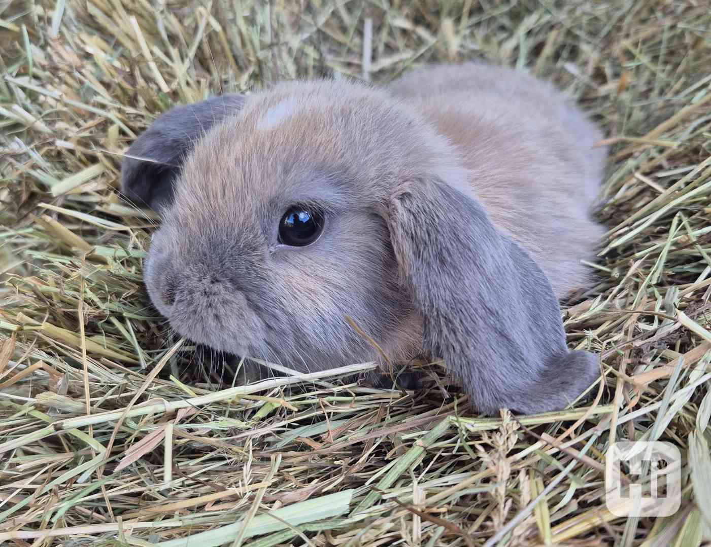 Minilop - foto 1