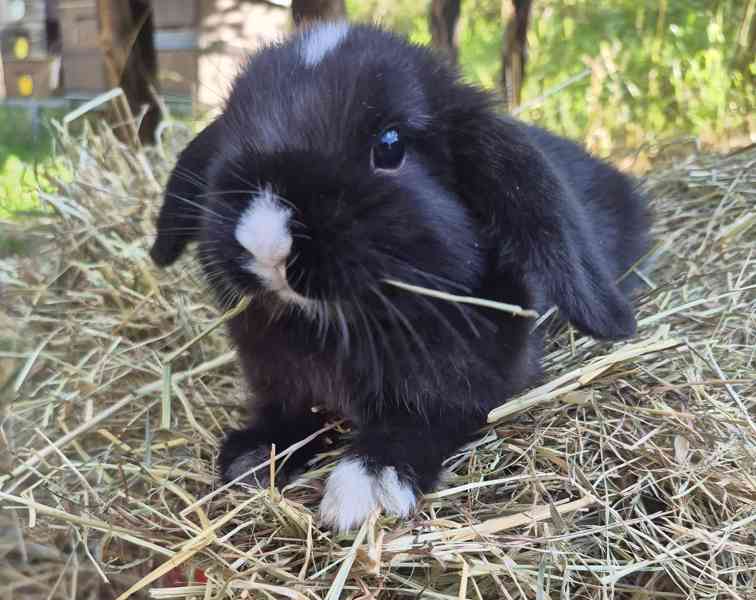 Minilop - foto 4