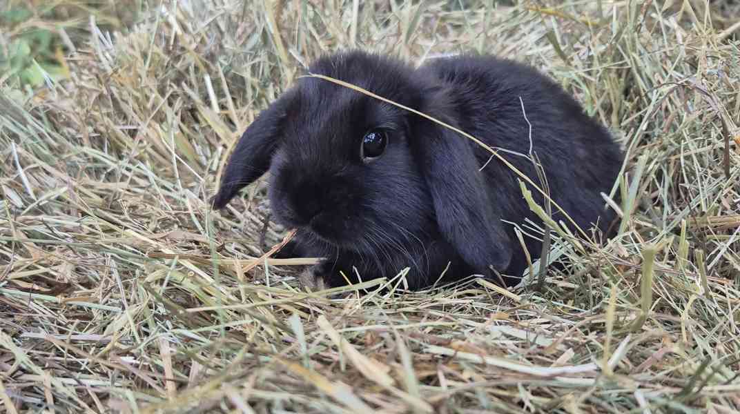 Minilop - foto 2