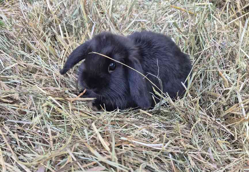Minilop - foto 5