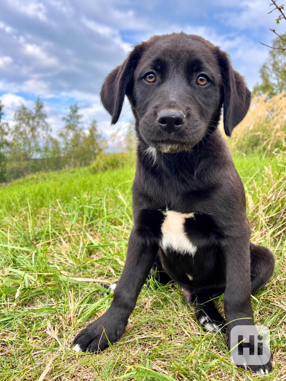 LOKI - štěně, pejsek 3 měsíce  - foto 1