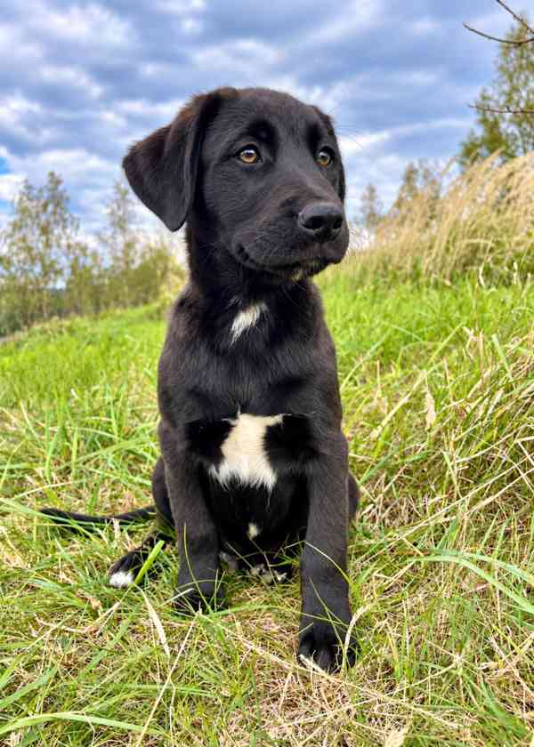 LOKI - štěně, pejsek 3 měsíce  - foto 2
