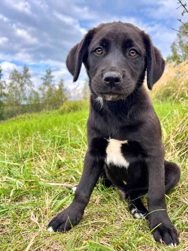 LOKI - štěně, pejsek 3 měsíce  - foto 1