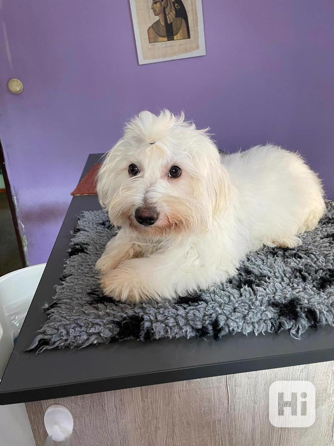 Coton de Tulear - foto 1