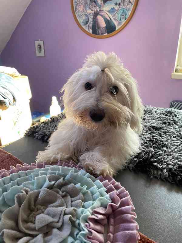 Coton de Tulear - foto 12