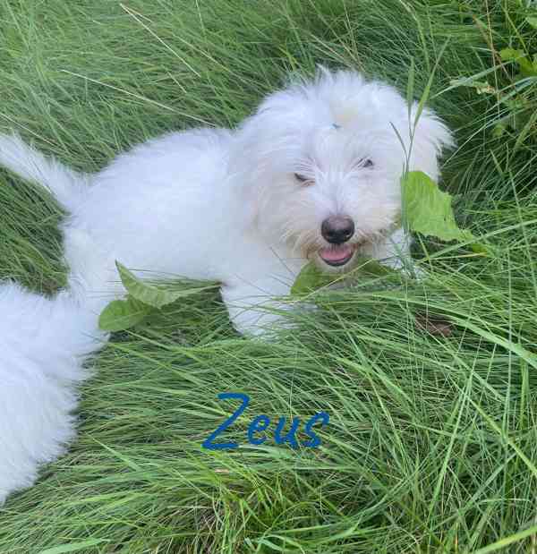 Coton de Tulear - foto 8