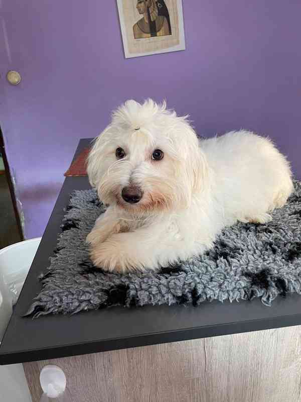 Coton de Tulear