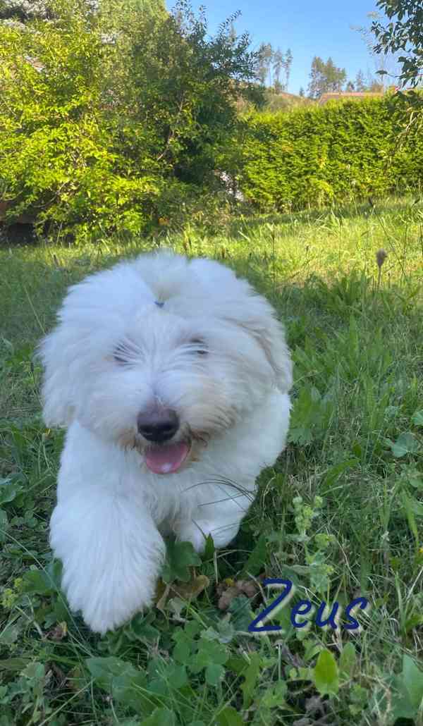 Coton de Tulear - foto 10