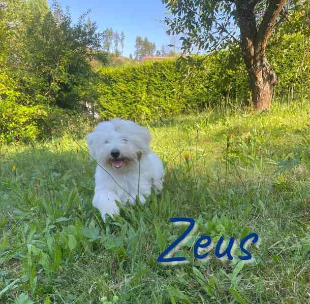 Coton de Tulear - foto 5