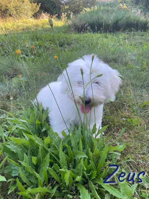 Coton de Tulear - foto 6