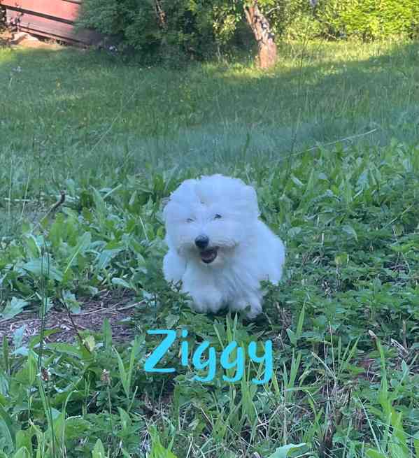 Coton de Tulear - foto 11