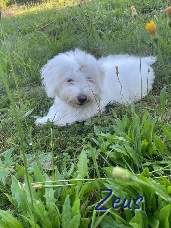 Coton de Tulear - foto 7