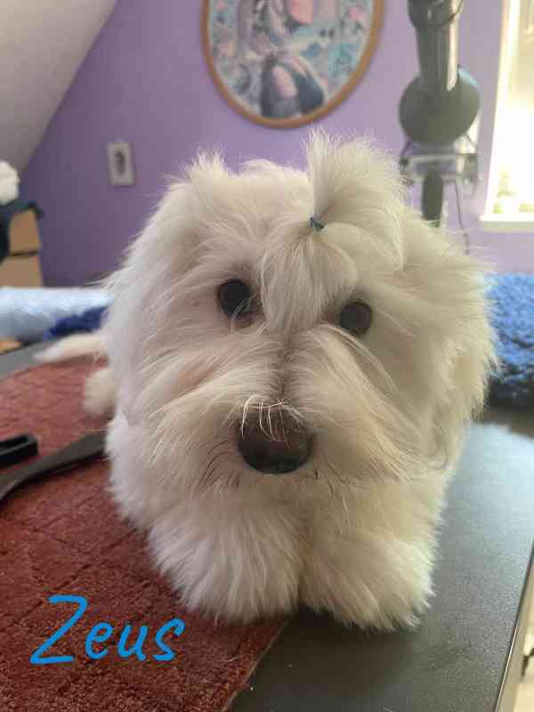 Coton de Tulear - foto 1