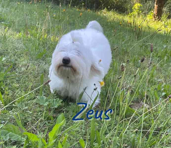 Coton de Tulear - foto 4