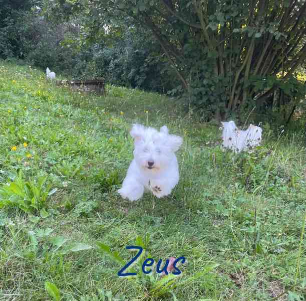 Coton de Tulear - foto 9