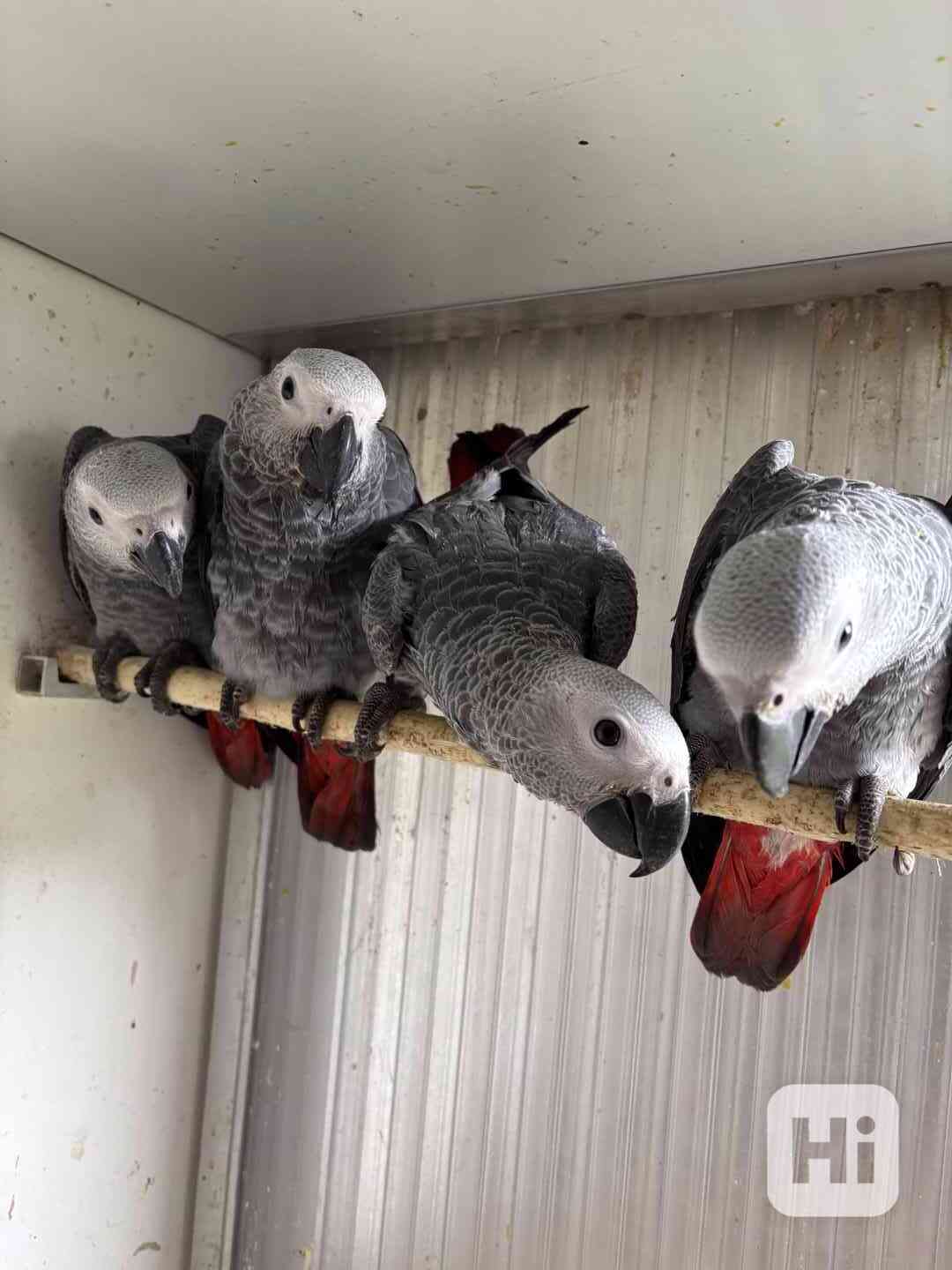 Žako šedý  - foto 1