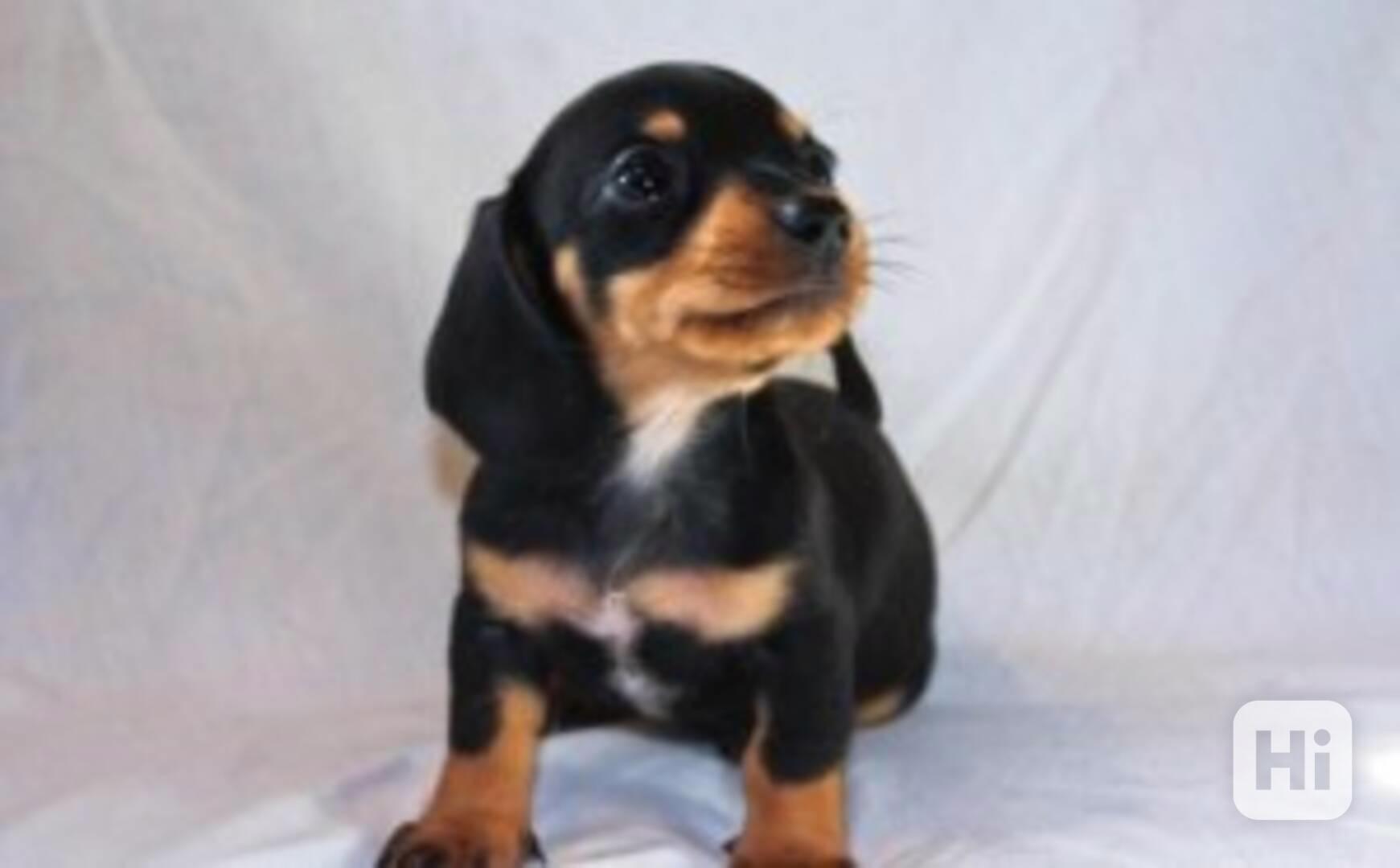puppy - foto 1