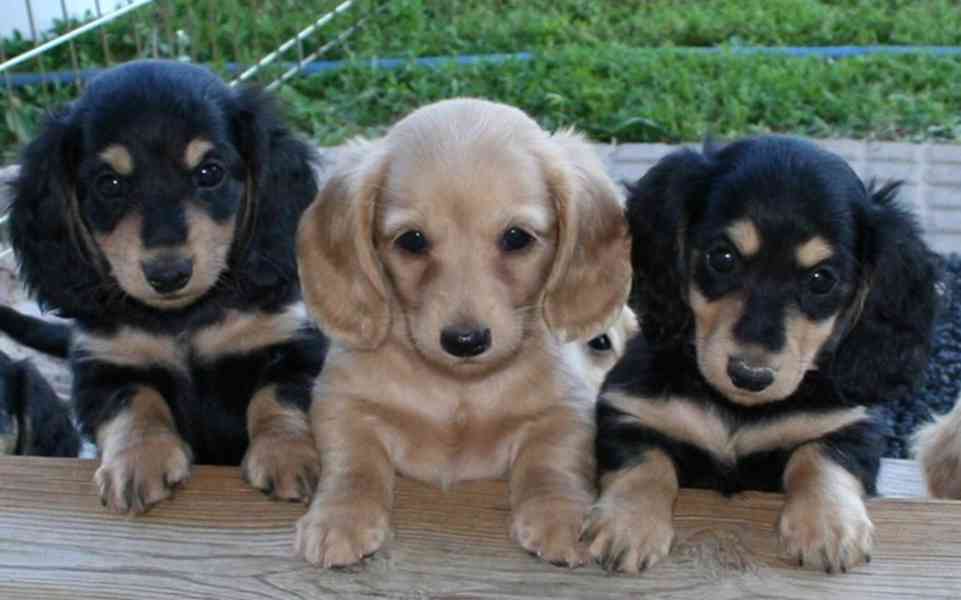 puppy - foto 2