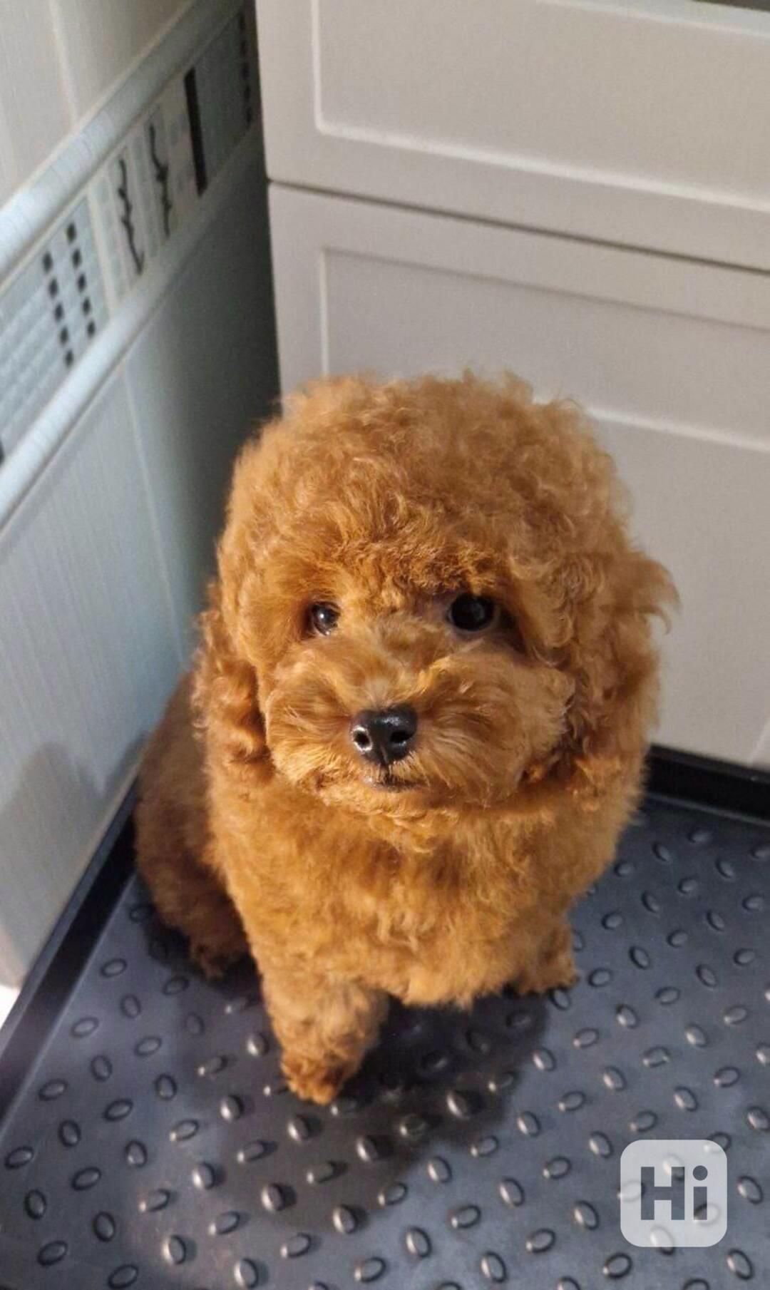 Rozkošná štěňátka pudla - foto 1