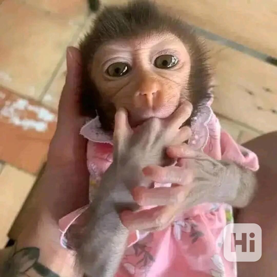  Nádherná rozkošná kapucínská opice k přemístění - foto 1