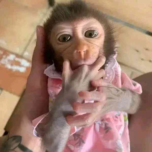  Nádherná rozkošná kapucínská opice k přemístění - foto 1