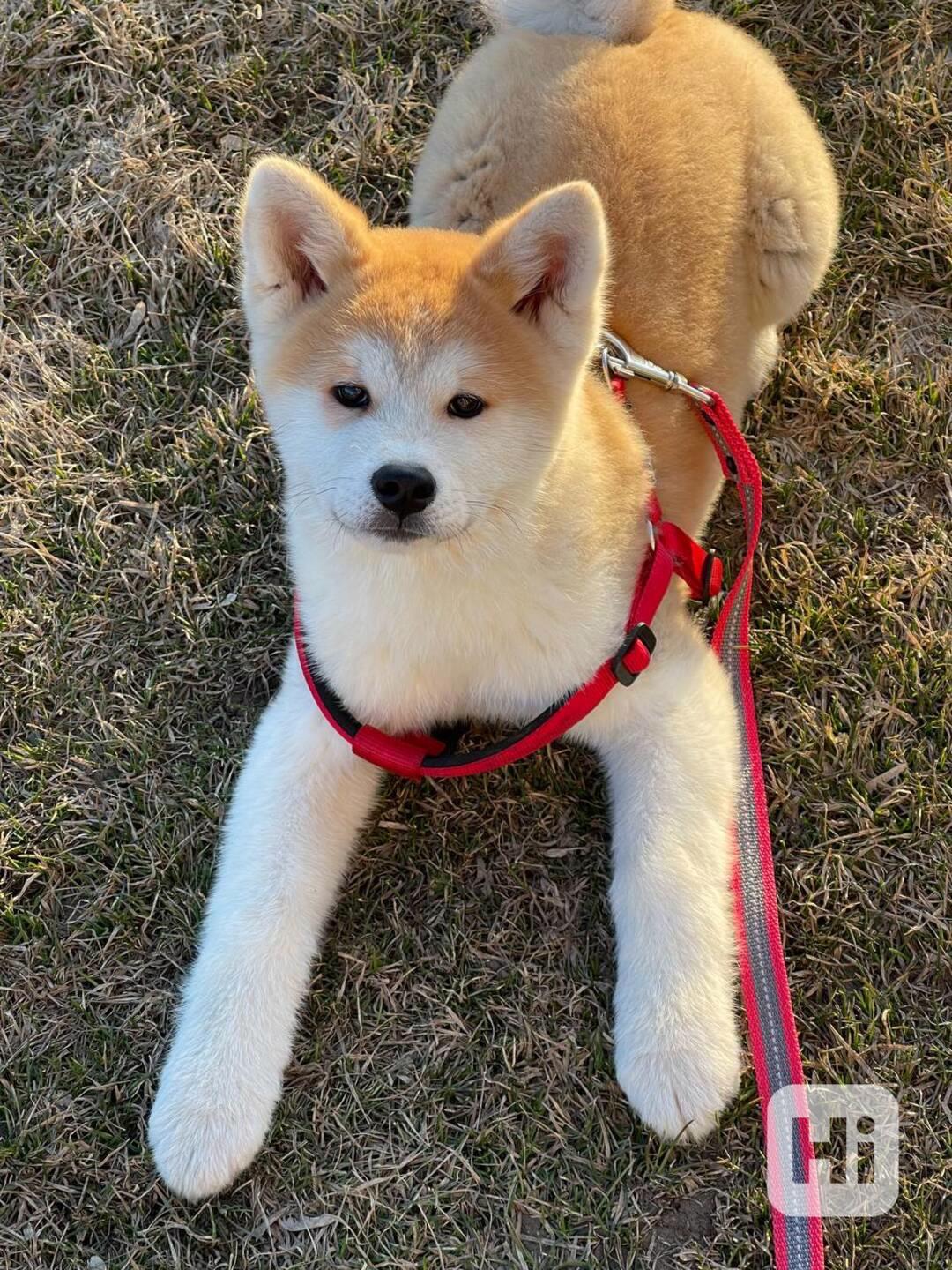 Tak něžná a přítulná štěňata Akita Inu - foto 1