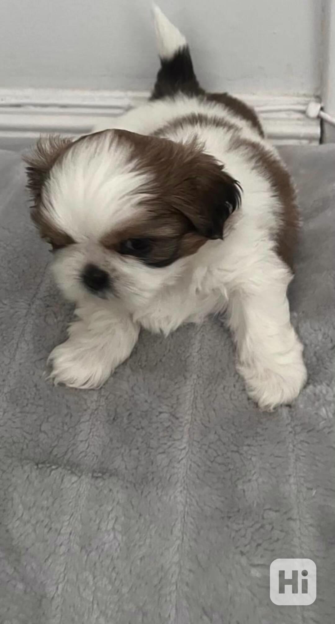 3 nádherní kluci plemene Shih Tzu - foto 1